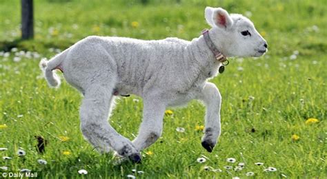 The Enigmatic Personality of the Amokanr Pet Lamb